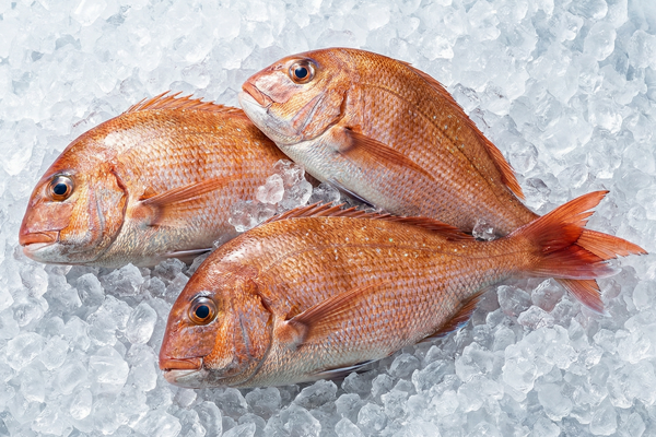 CITRUS-FED SEA BREAM