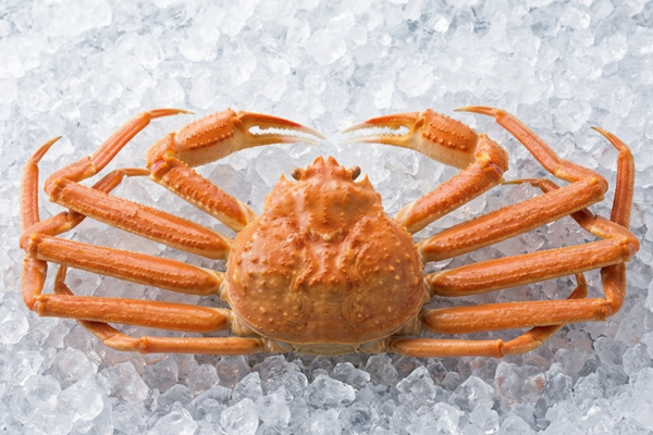 TANNER CRAB