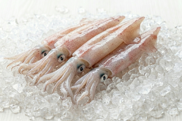 SWORDTIP SQUID