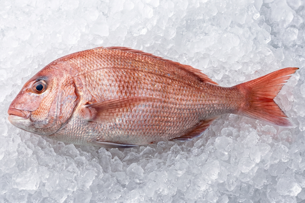 MIYABI SEA BREAM
