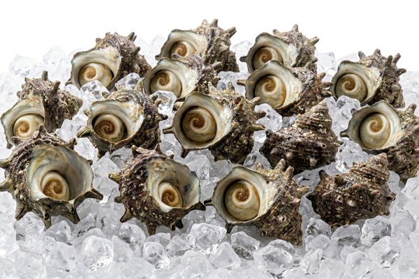 TURBAN SHELL