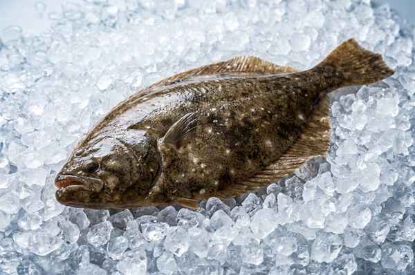 FRESH FLOUNDER