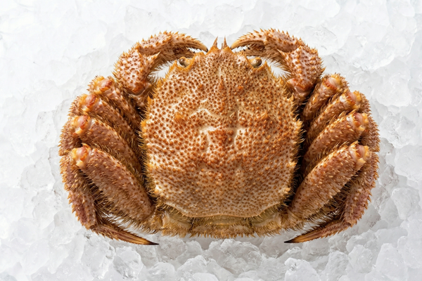 HORSEHAIR CRAB