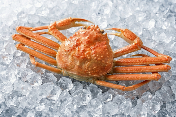 FEMALE SNOW CRAB