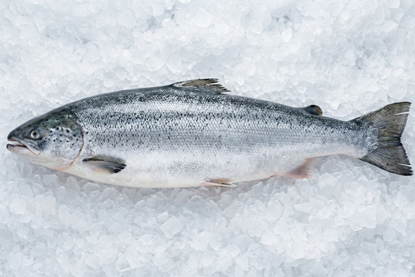 FUJI SALMON