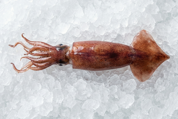 FIREFLY SQUID